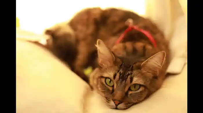 罪の意識からの解放