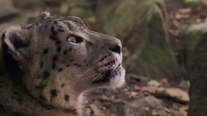 保護された動物たち