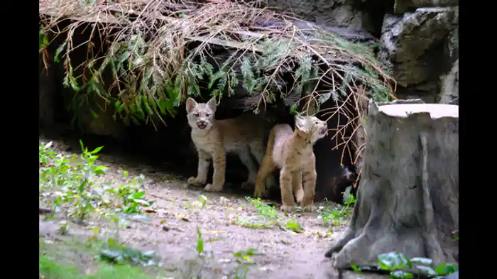 コロナ禍での運営