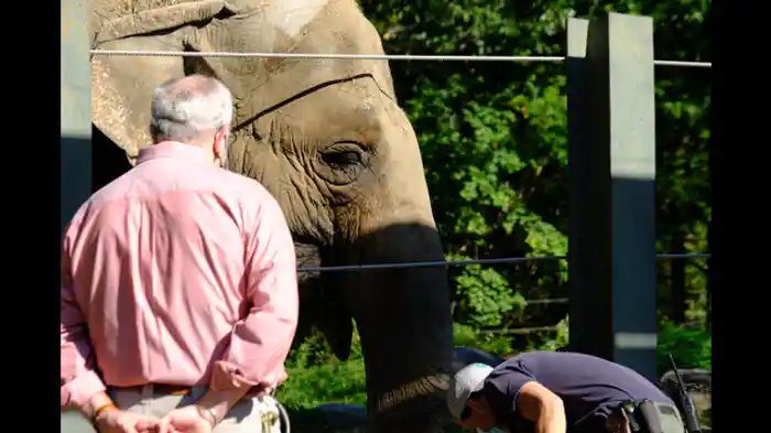 個性豊かなアジアゾウ