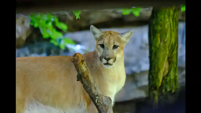 ピューマのお引越し