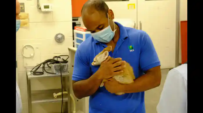 心臓疾患のフェネック