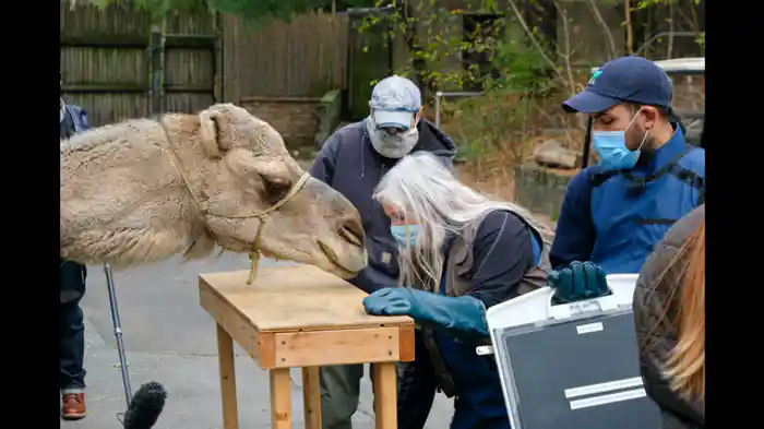 赤ちゃんペンギンとの絆