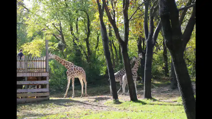 キリンのお見合い