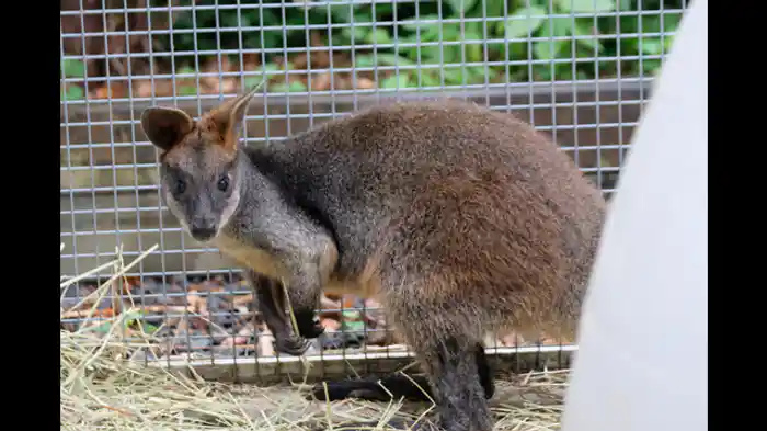 ペンギンの子供の手術