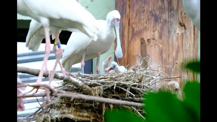 特望の赤ちゃんカンガルー誕生へ