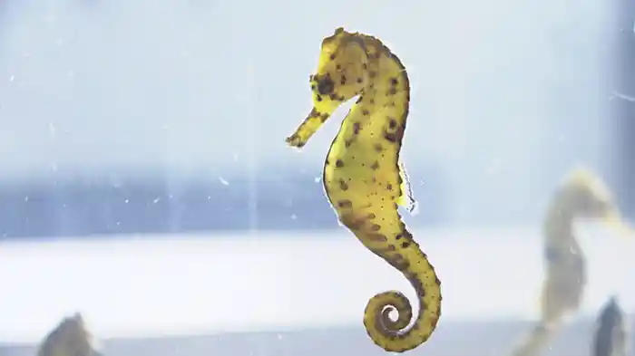 さかなクンが選ぶ「かくれんぼが得意な魚」ベスト3