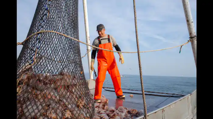 職業体験:クラゲ漁