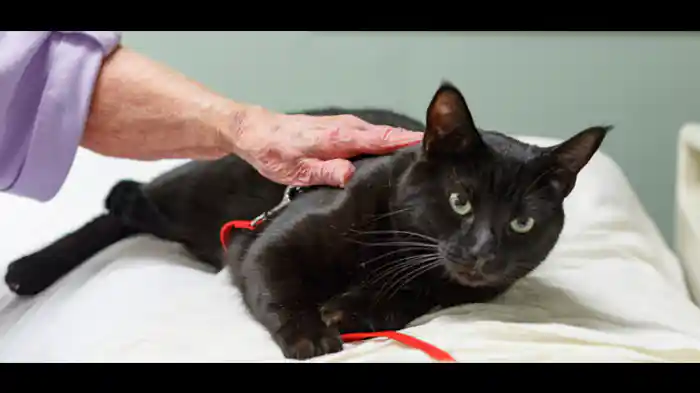 にゃんこ街の悪夢