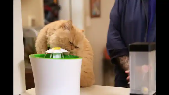 バッドマックス