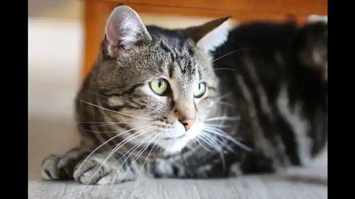 ジキルとハイド