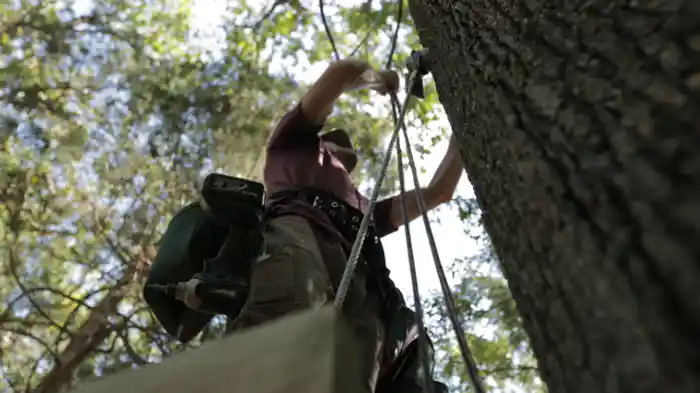 鳥の巣箱風ツリーハウス
