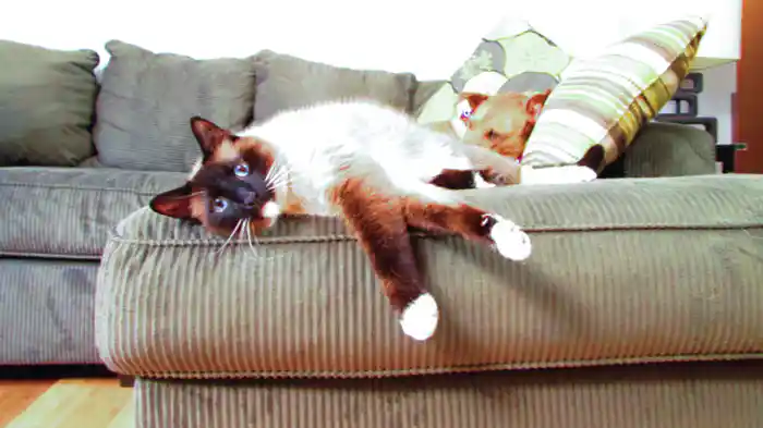 心が読めないねこ