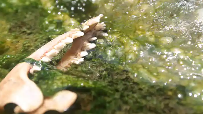 アマゾン 沸騰する川