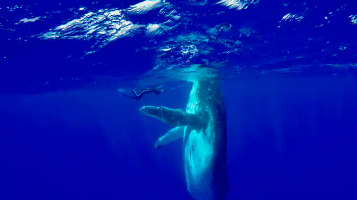 アクティウムの海戦