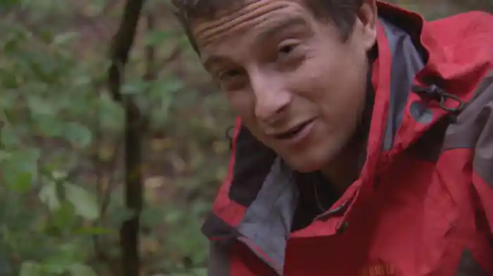 トランシルバニアの森