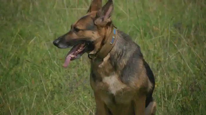 狙われた警察官