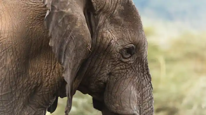 密猟者確保作戦