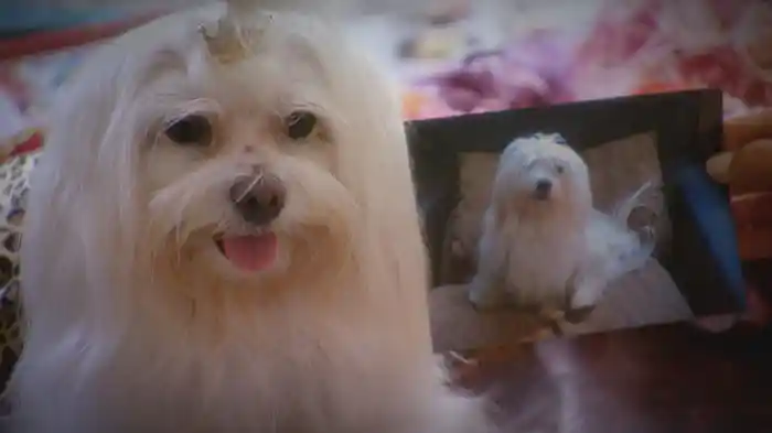 行き過ぎた動物愛