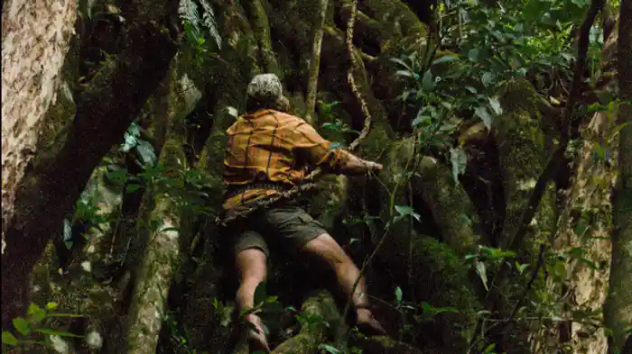 パナマの雲霧林