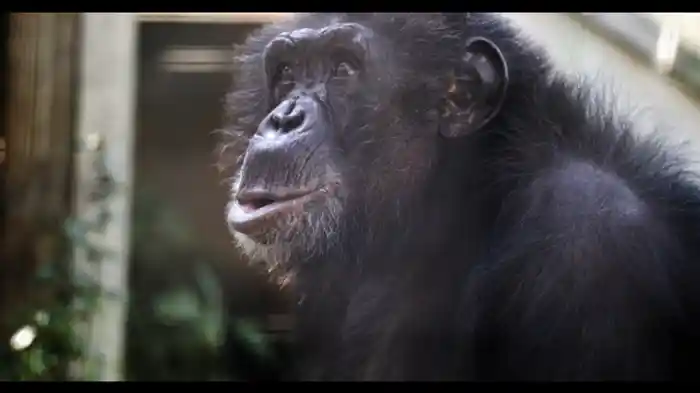 チンパンジーへの愛情