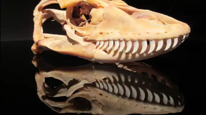 生きたユニコーンの正体