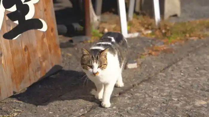 進化する“ネコ” 猫と人のこれからの関係