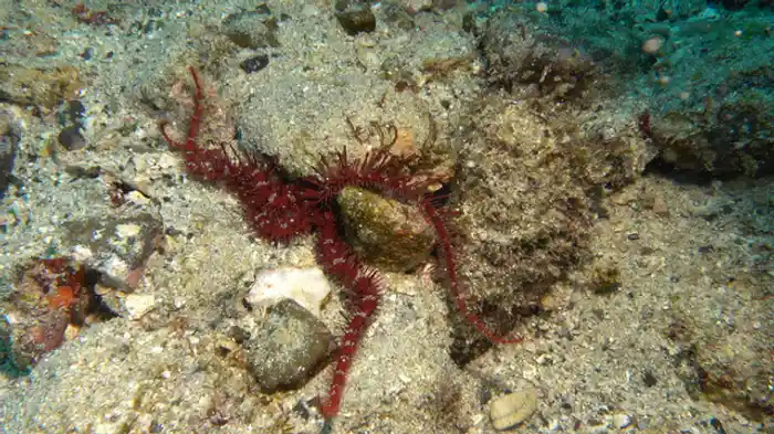 クモヒトデの世界 謎の生態から見えてきた地球の過去と未来