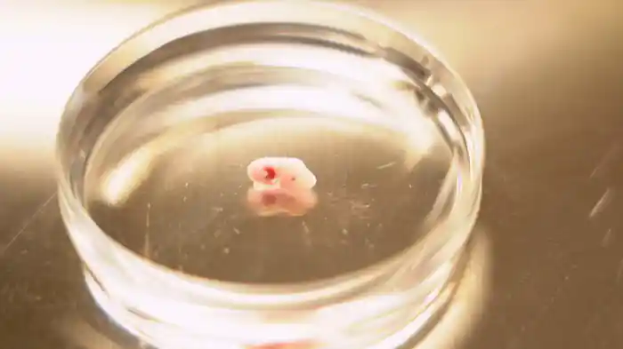 キメラ 異質同体生物が救う命