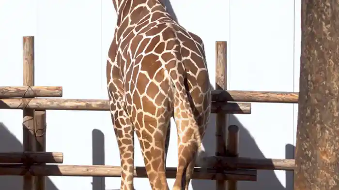 しっぽ学 ヒトは尻尾をどのように失ったのか