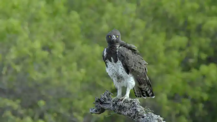 アフリカ珠玉のオアシス オカバンゴ・デルタ