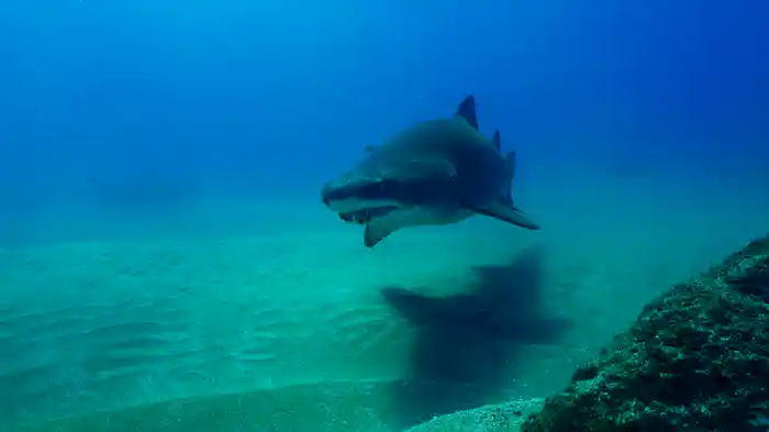インド洋に住む海洋生物
