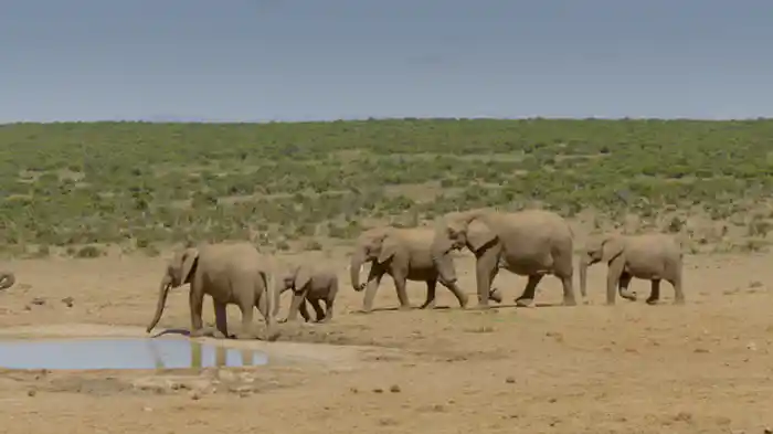 アドゥー・エレファント国立公園