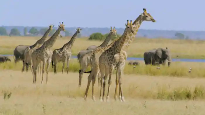チョベ 学びの庭