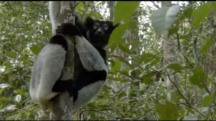 キツネザルの森