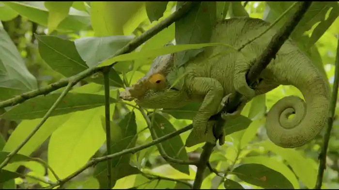 変温動物たちの王国