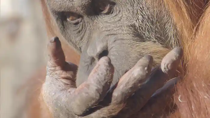 驚くべき頭部の進化