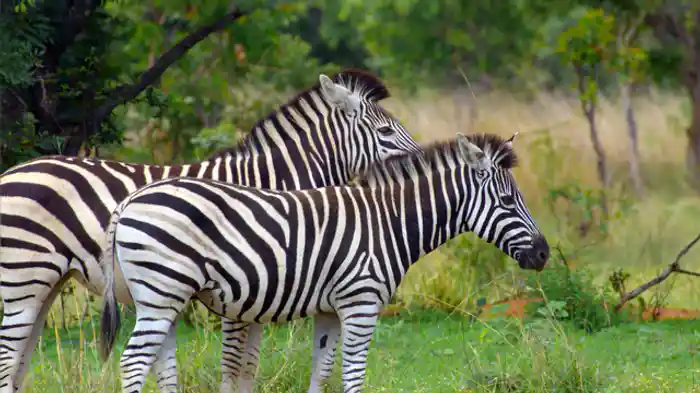驚異の目の進化