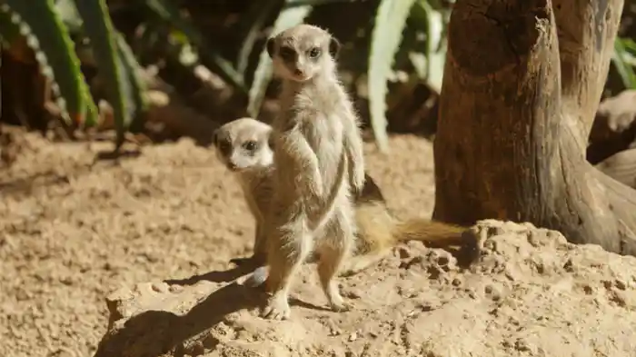 動物の群れと暮らし