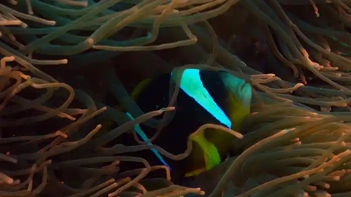 アフリカ マングローブ林