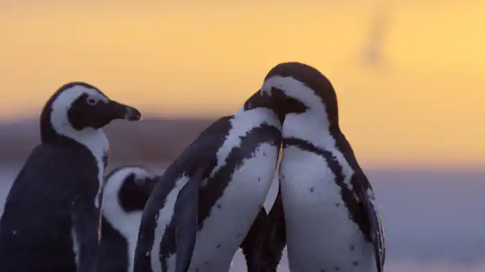 都市のペンギン