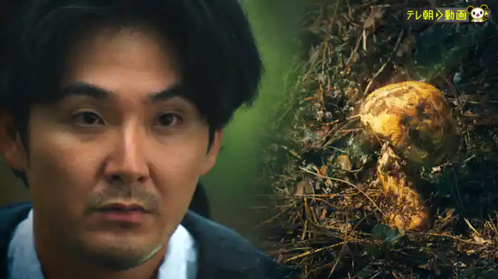 「Bad Matsutake Mushroom Over Harvester」