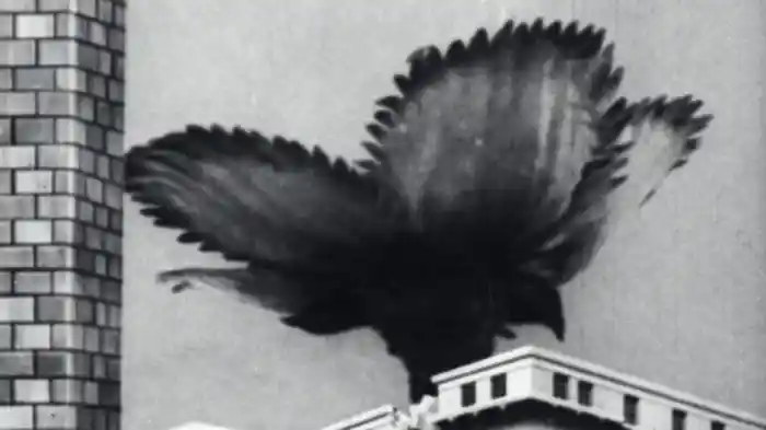 「マンモスフラワー」