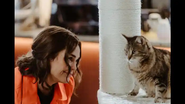 Follow the Cat