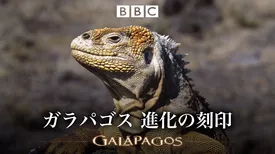 ガラパゴス 進化の刻印