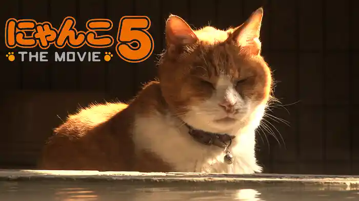 にゃんこ ＴＨＥ ＭＯＶＩＥ ５