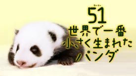 51（ウーイー）世界一小さく生まれたパンダ