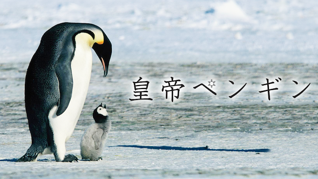 皇帝ペンギン ドキュメンタリー 05 の動画視聴 U Next 31日間無料トライアル