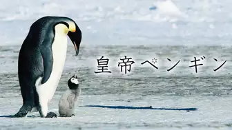 映画『皇帝ペンギン』の日本語字幕・吹替版の動画を全編見れる配信アプリまとめ