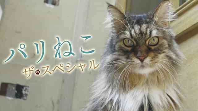パリねこ ザ・スペシャル